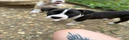 American Bully dogs for sale: Lillie - Ad 6
