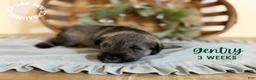 Miniature Schnauzer dogs for sale: Gentry  - Ad 3