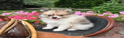 Pomeranian dogs for sale: Ronnie - Ad 5