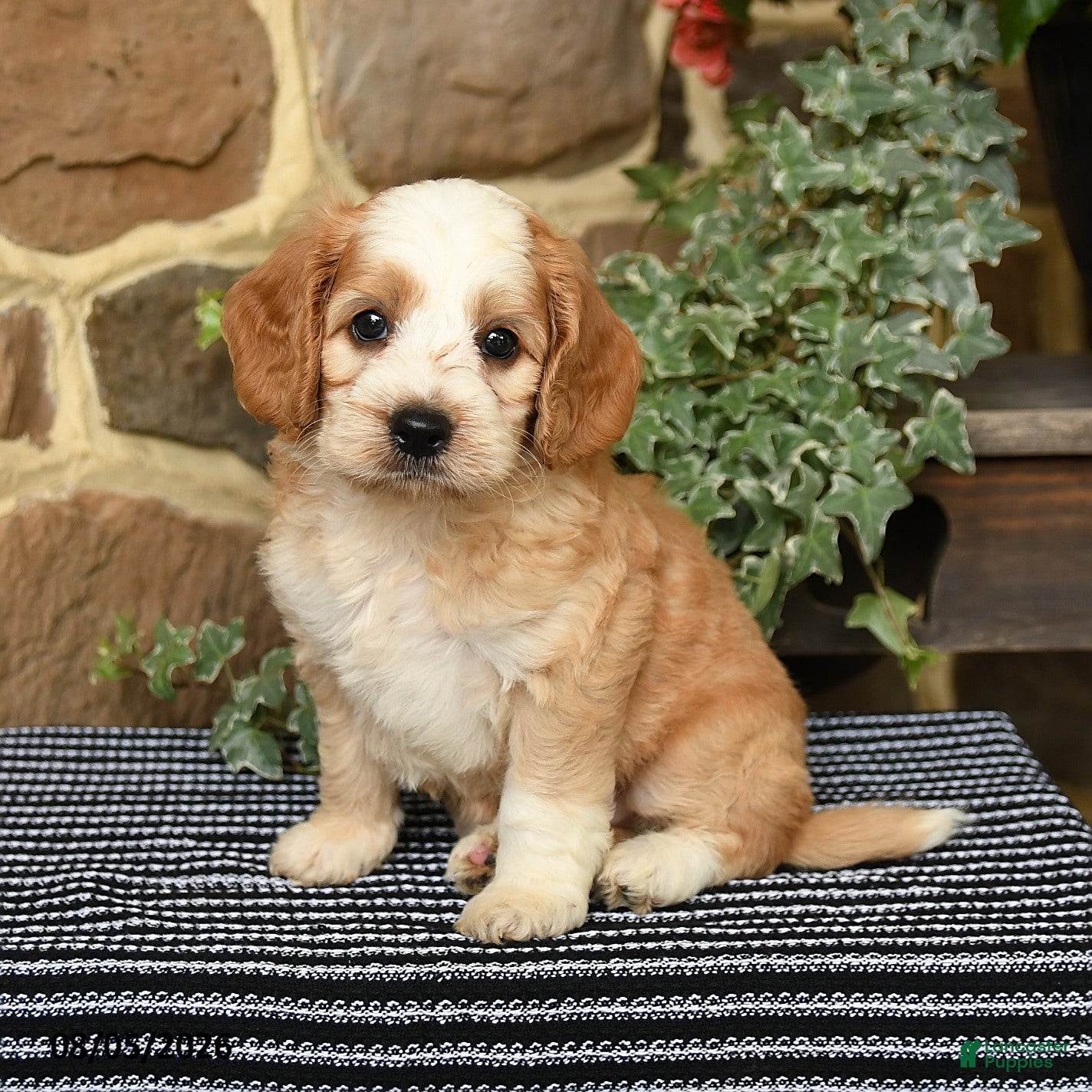 Cockapoo dogs Starbucks - Ad 1