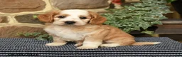 Cockapoo dogs for sale: Starbucks - Ad 1