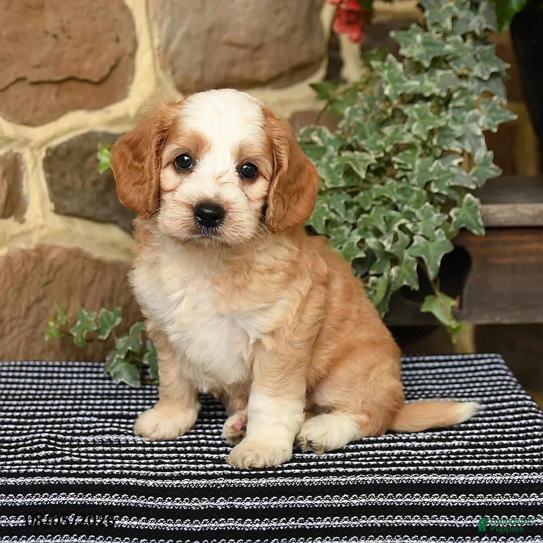 Cockapoo dogs for sale: Starbucks - Ad 1