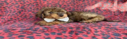 Mini Aussiedoodle dogs for sale: Oscar - Ad 6