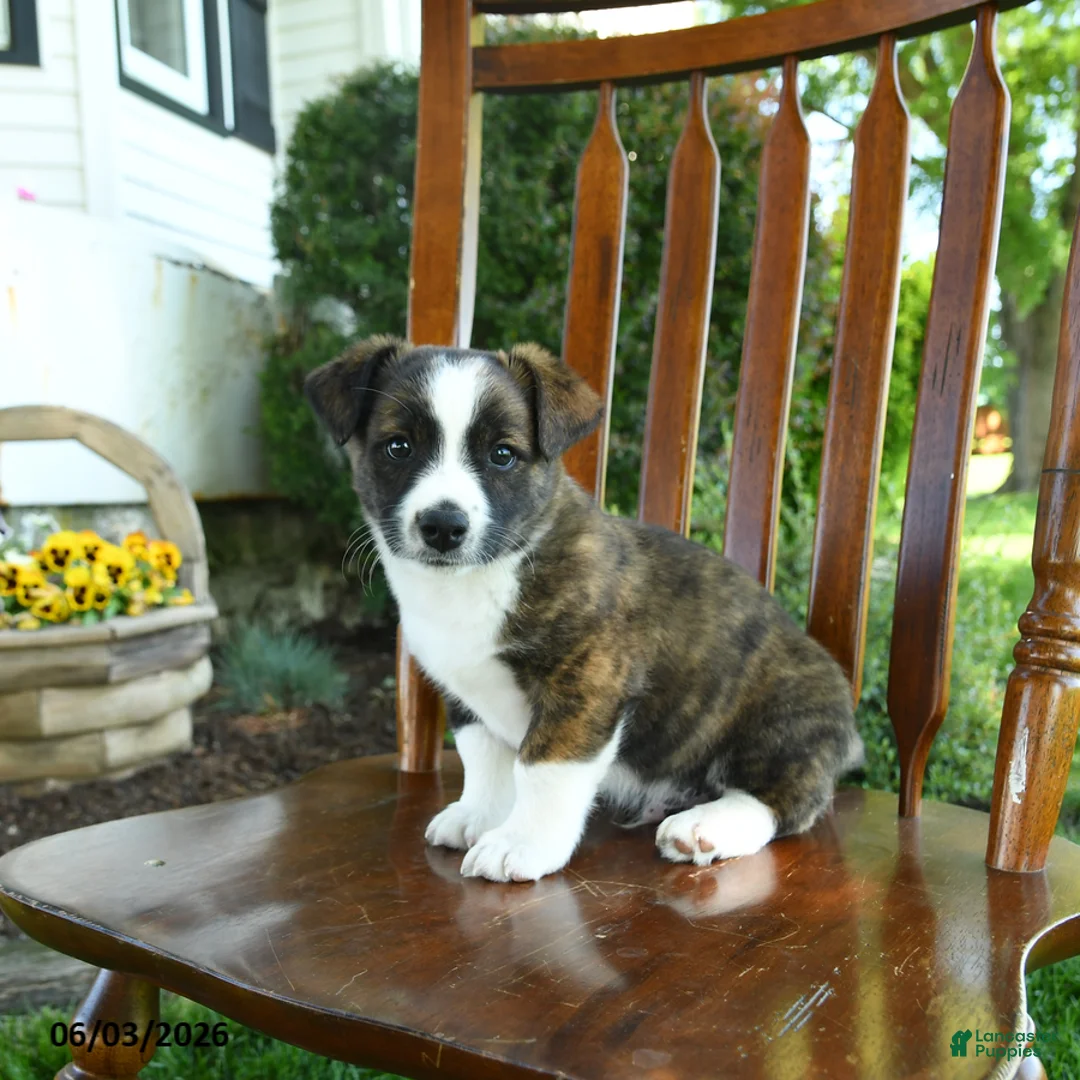 Mixed Breed dogs for sale: Jayce - Ad 1