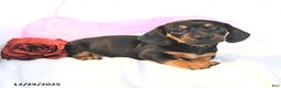 Miniature Dachshund dogs for sale: Dolly - Ad 4
