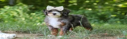 Mini Bernedoodle dogs for sale: Poppy - Ad 7