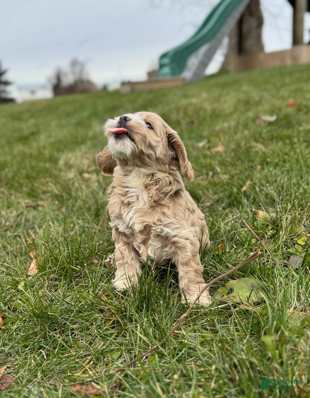 Cockapoo dogs for sale: Pixie - Ad 3