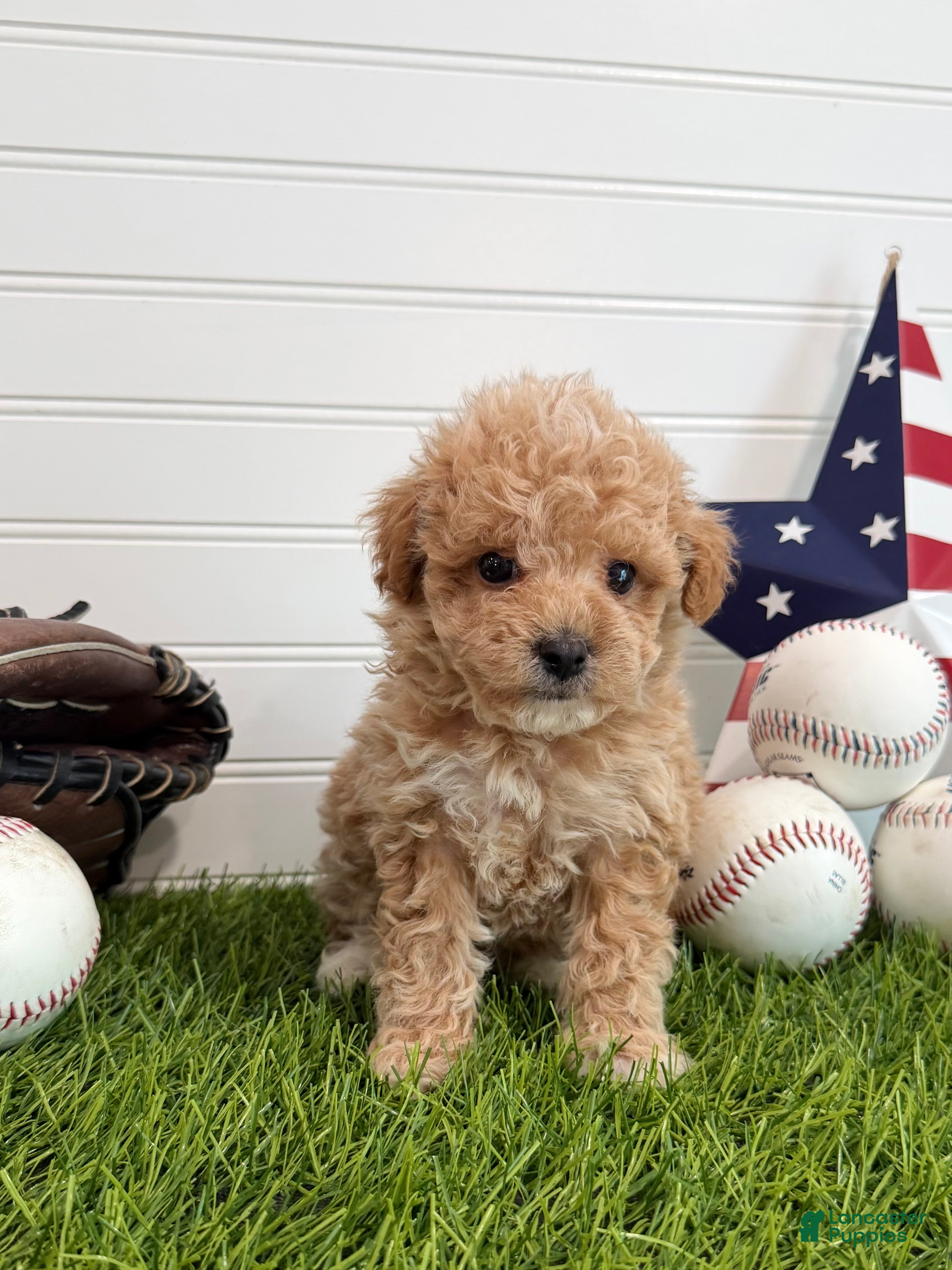 Cavapoo dogs Slugger - Ad 2