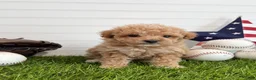 Cavapoo dogs for sale: Slugger - Ad 2