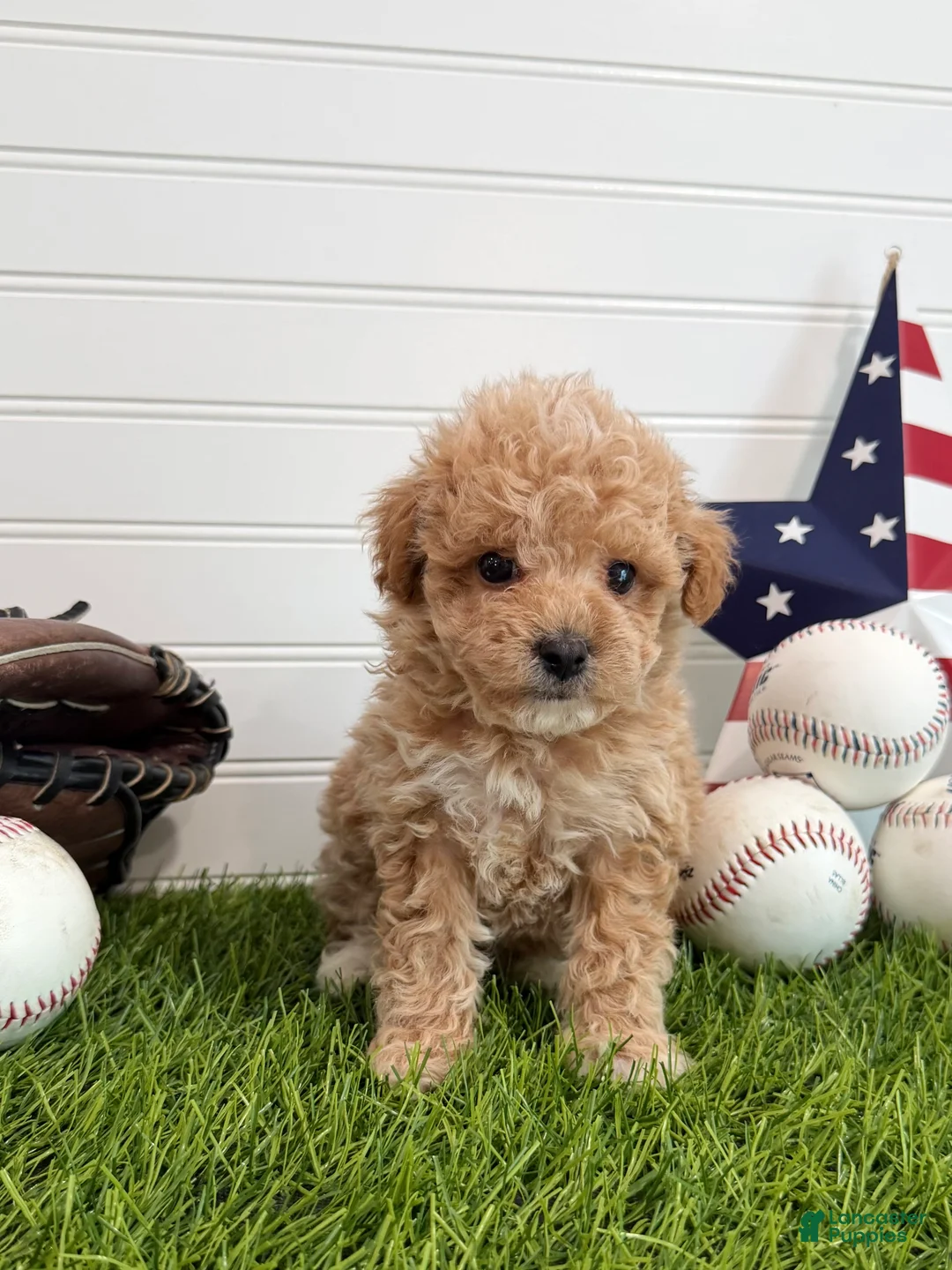 Cavapoo dogs for sale: Slugger - Ad 2
