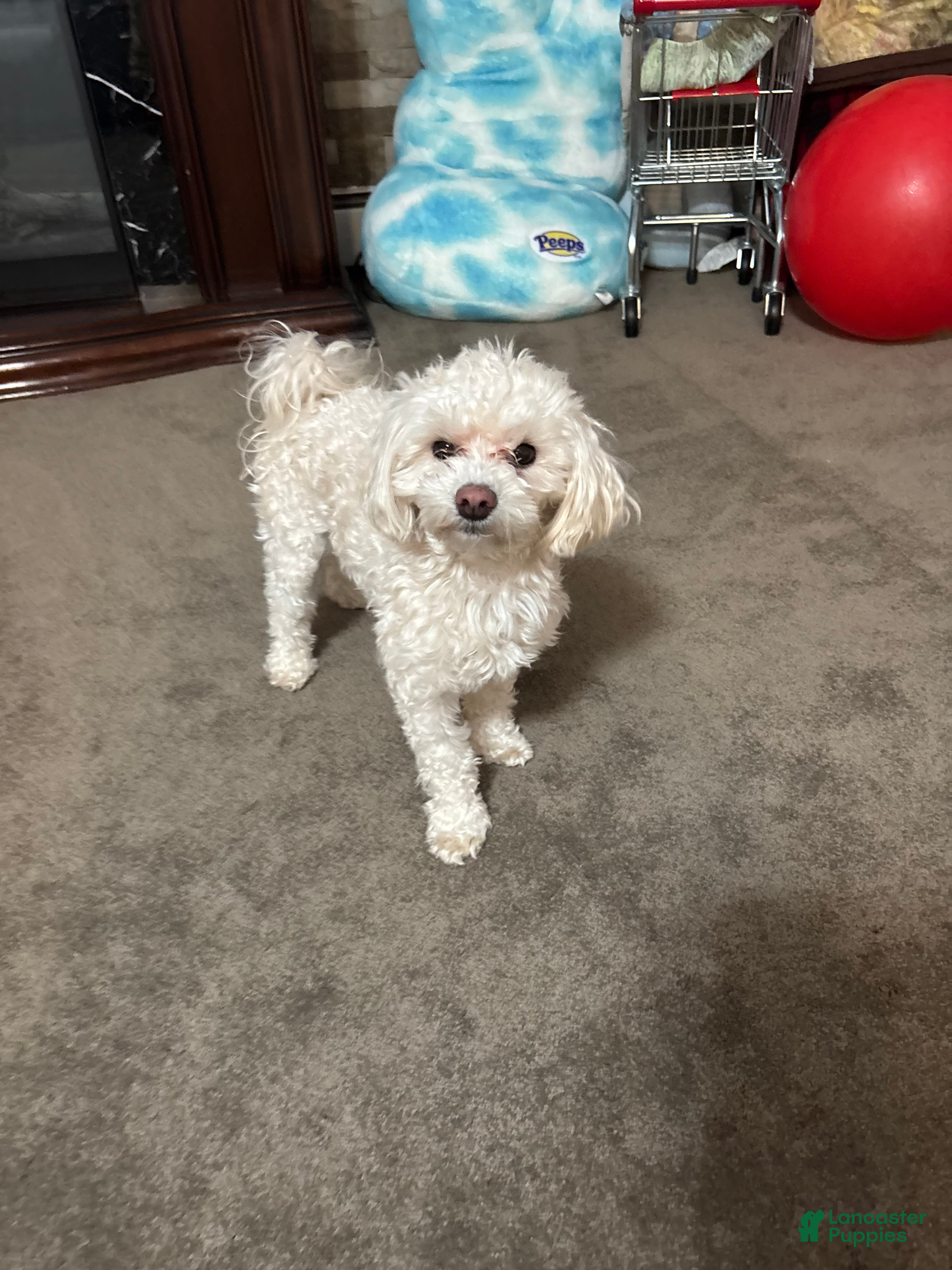 Toy Poodle dogs for stud: Toy Poodle Stud - Ad 3
