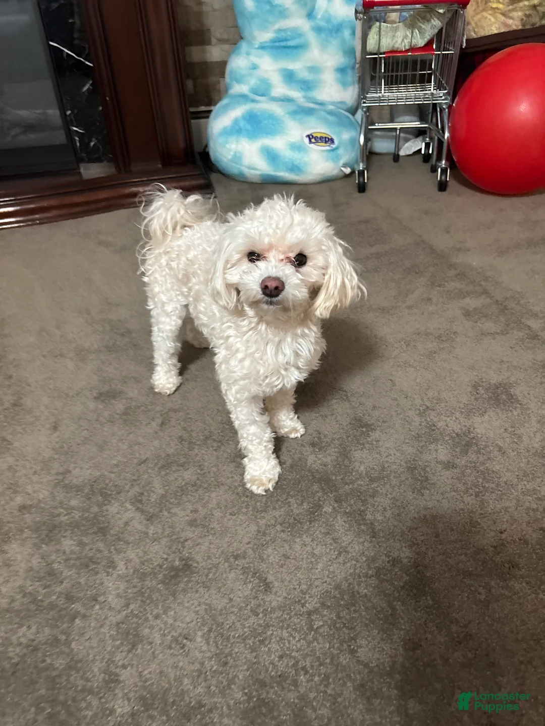 Toy Poodle dogs for stud: Toy Poodle Stud - Ad 1