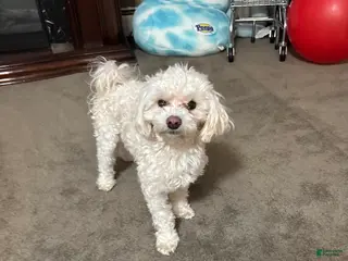 Toy Poodle dogs for stud: Toy Poodle Stud - Ad 3