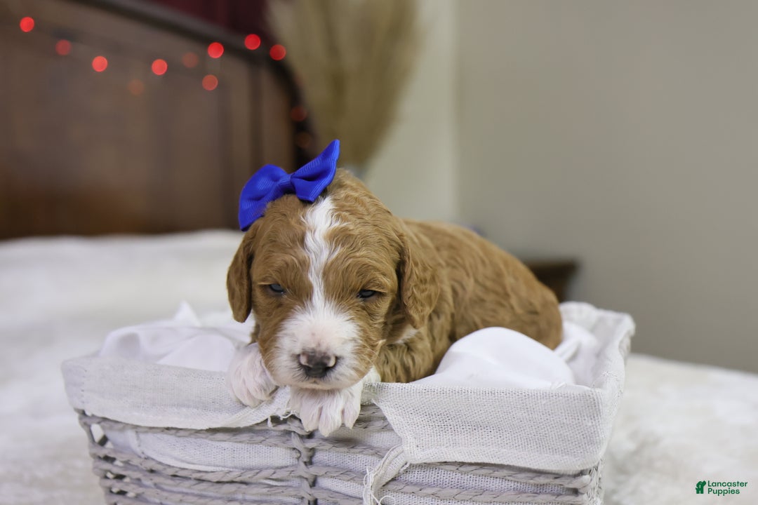 Goldendoodle dogs for sale: Yeti - Ad 1