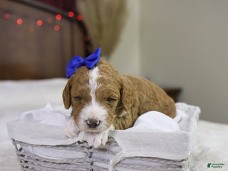 Goldendoodle dogs Yeti - Ad 39