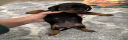 Miniature Dachshund dogs for sale: Miniature Dachshund 4 - Ad 9