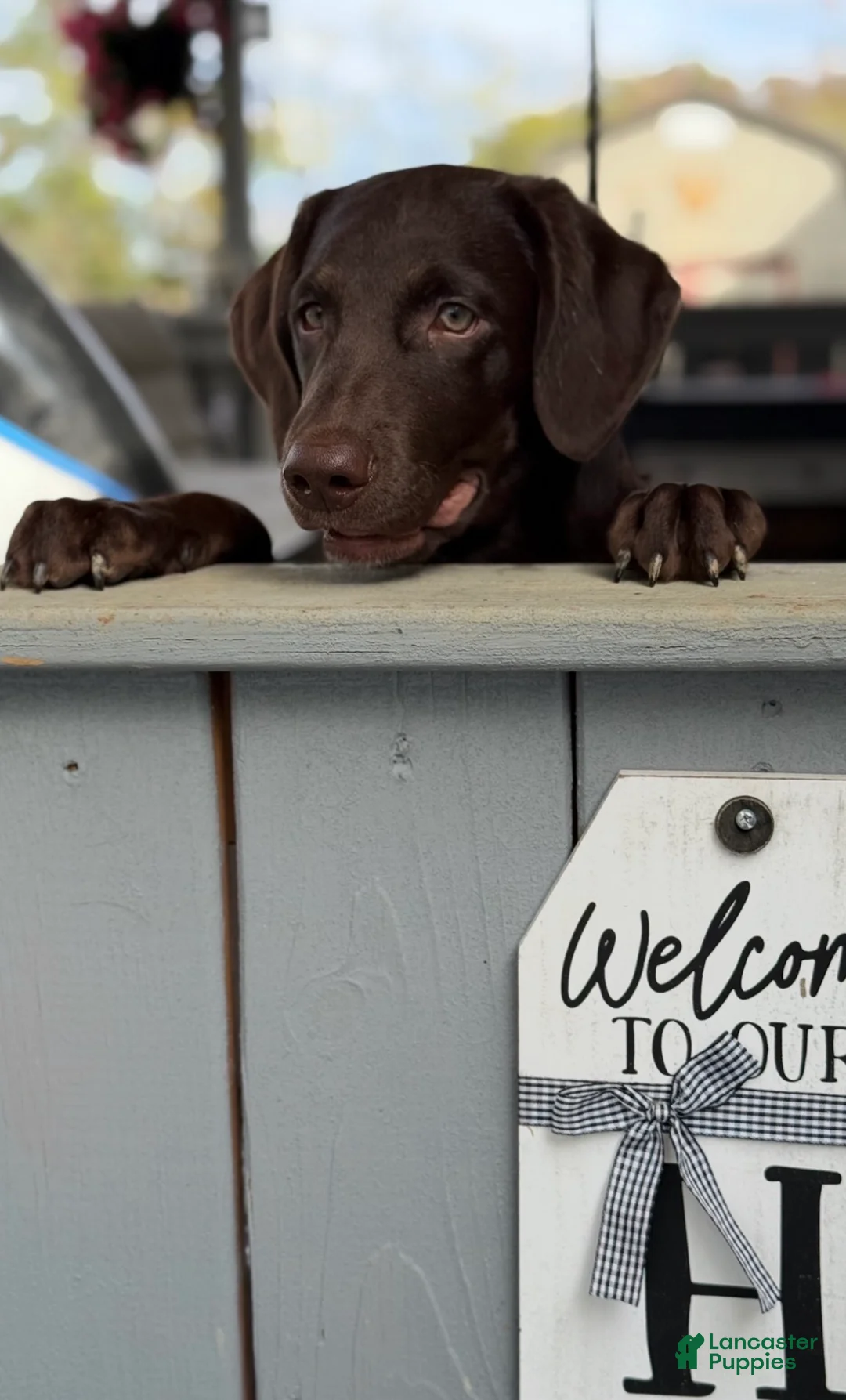 Labradoodle dogs for sale: Benson - Ad 2