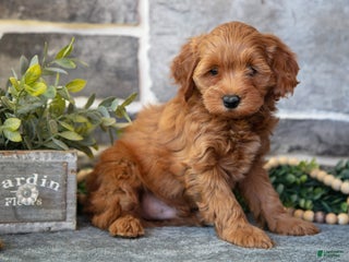 Cockapoo dogs - Ad 42