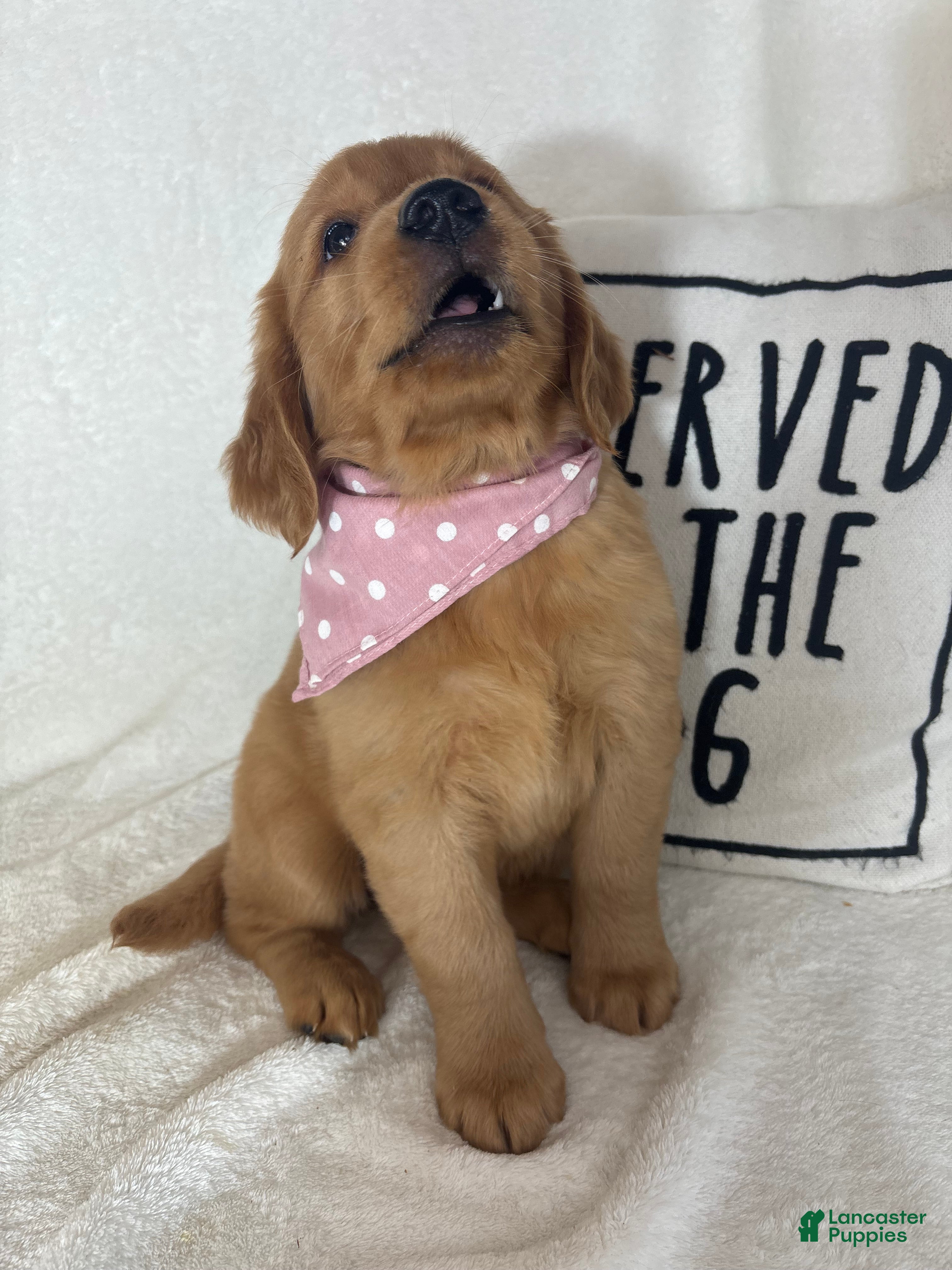 Golden Retriever dogs Saffron - Ad 38