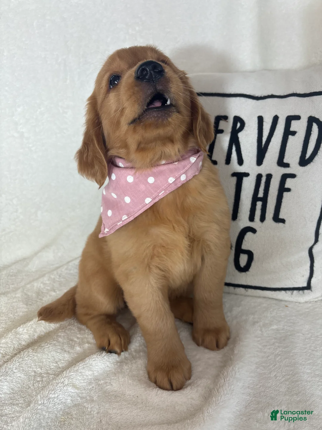 Golden Retriever dogs for sale: Saffron - Ad 1