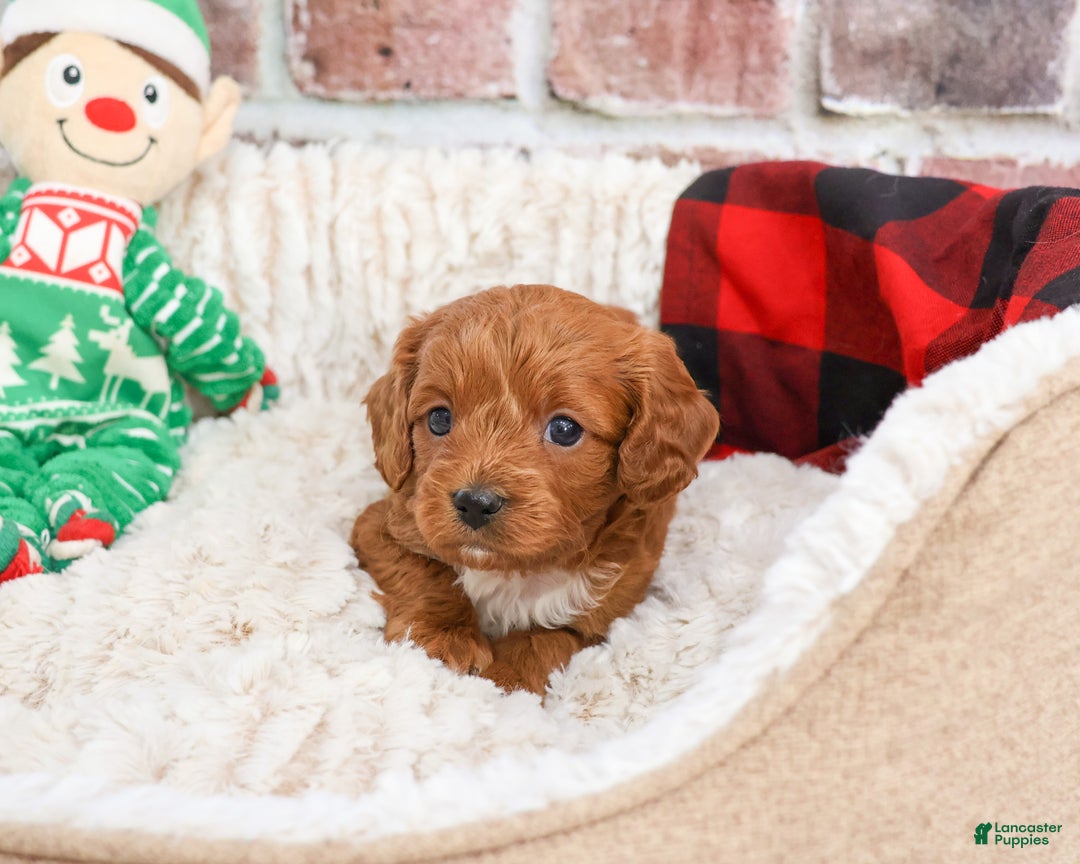 Cavapoo dogs for sale: Brewer - Ad 3