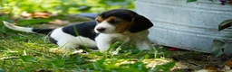 Beagle dogs for sale: Lilly - Ad 2