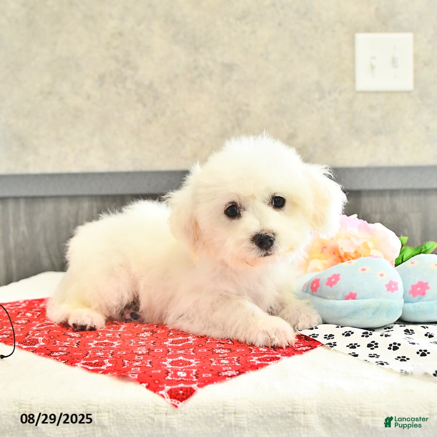 Adoption Coton De Tulear Adults For Sale Coton De Tulear Puppies