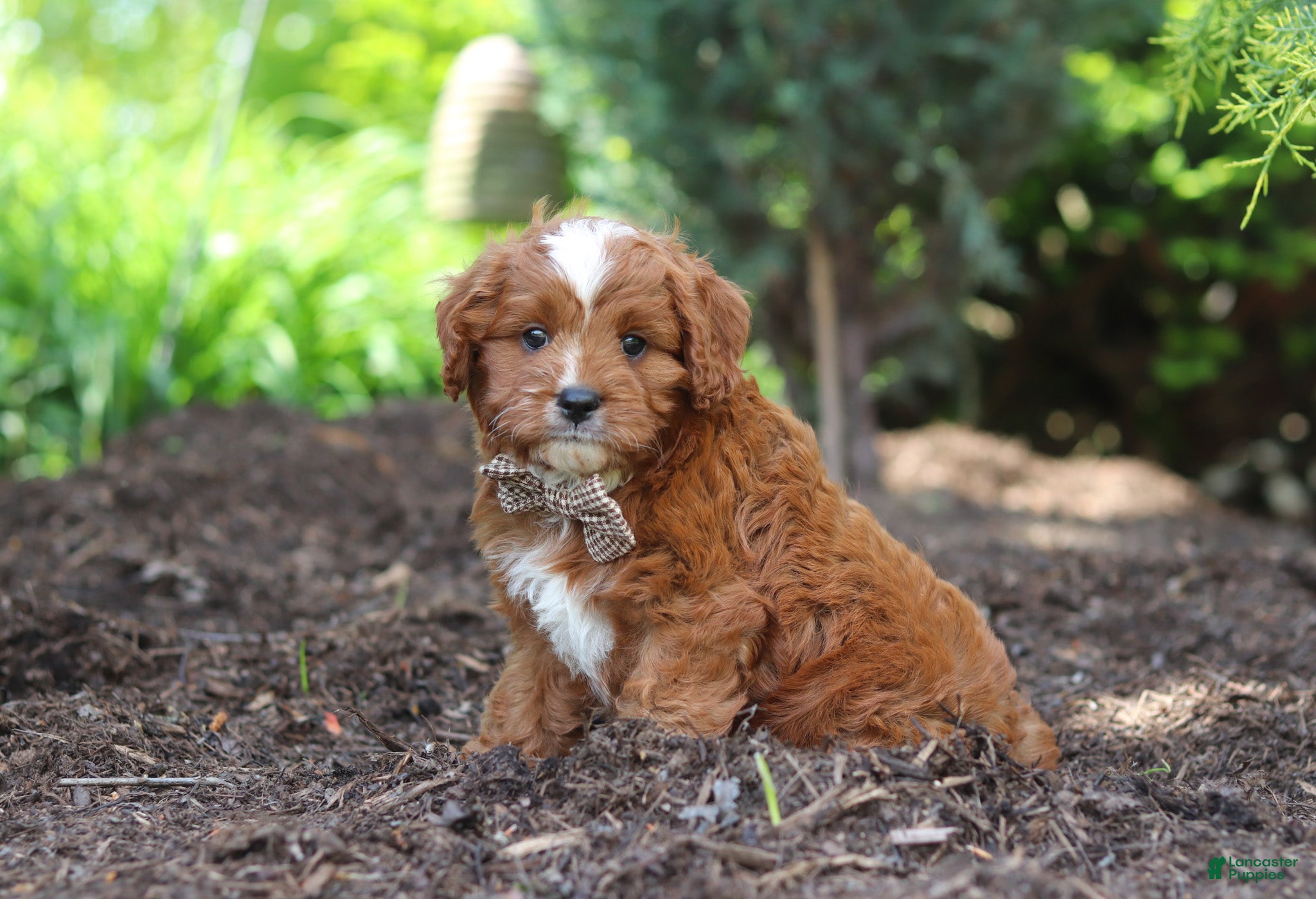 Cavapoo dogs Theo - Ad 1