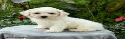 Bichpoo dogs for sale: Lana - Ad 3