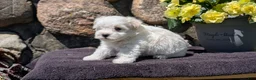Havanese dogs for sale: Turbo - Ad 6