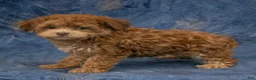 Havapoo dogs for sale: Skye - Ad 2