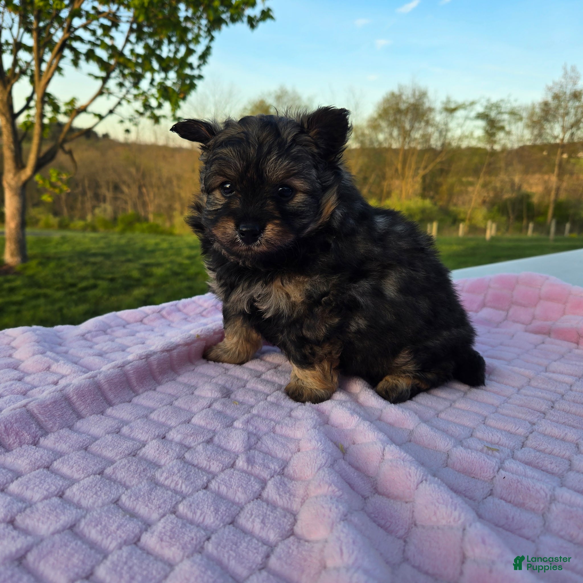 Pomapoo dogs Mocha - Ad 1