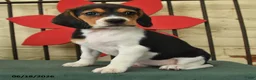 Beagle dogs for sale: Sable - Ad 2