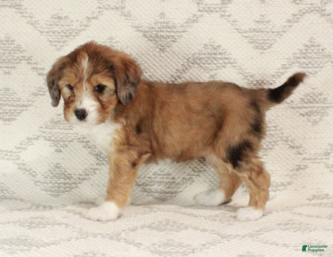 Bernedoodle dogs for sale: Chloe  - Ad 4