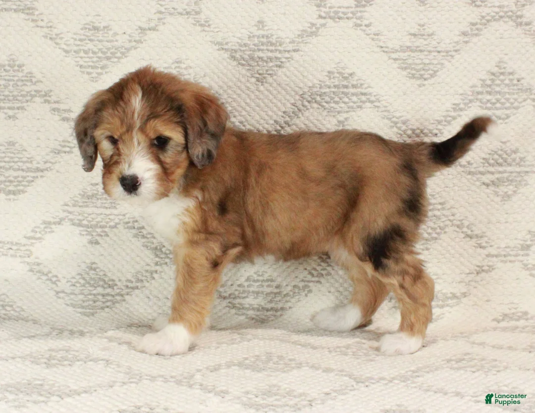 Bernedoodle dogs for sale: Chloe  - Ad 6