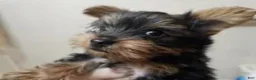 Yorkshire Terrier dogs for sale: Angel (4 1/2 lbs) B & T - Ad 6