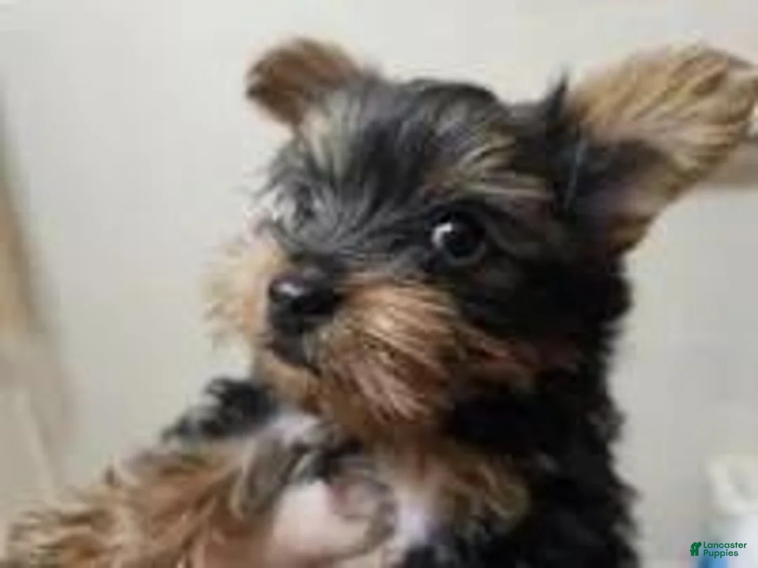 Yorkshire Terrier dogs for sale: Angel (4 1/2 lbs) B & T - Ad 6
