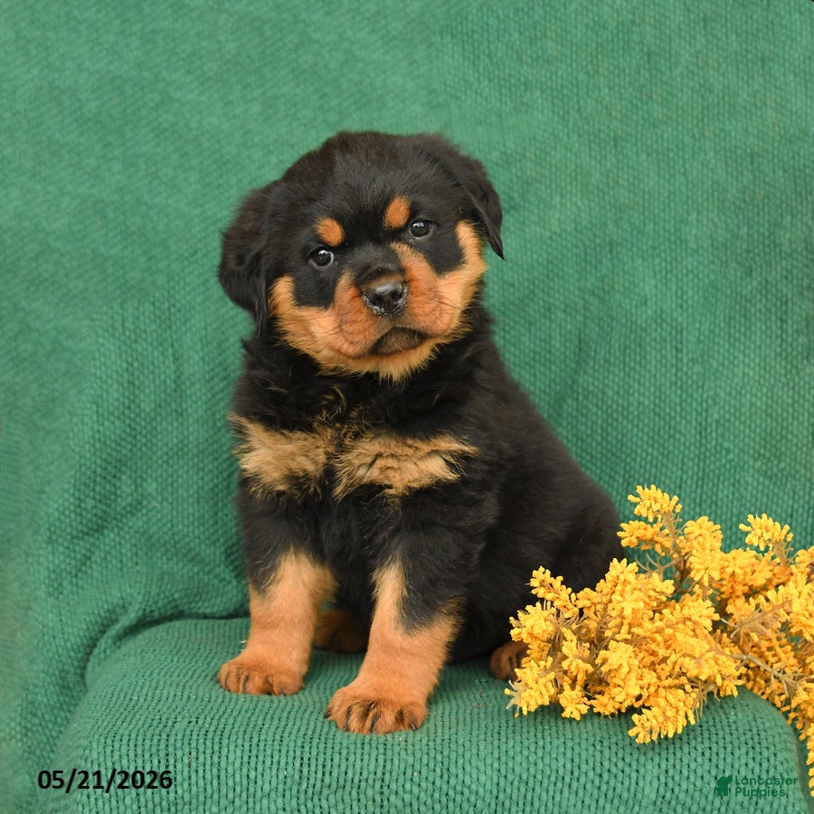 Rottweiler dogs Joey - Ad 2