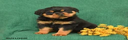 Rottweiler dogs for sale: Joey - Ad 2