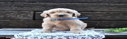 Goldendoodle dogs for sale: Bandit - Ad 5