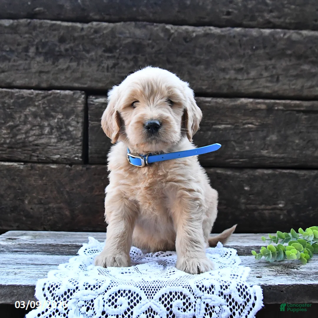 Goldendoodle dogs for sale: Bandit - Ad 5