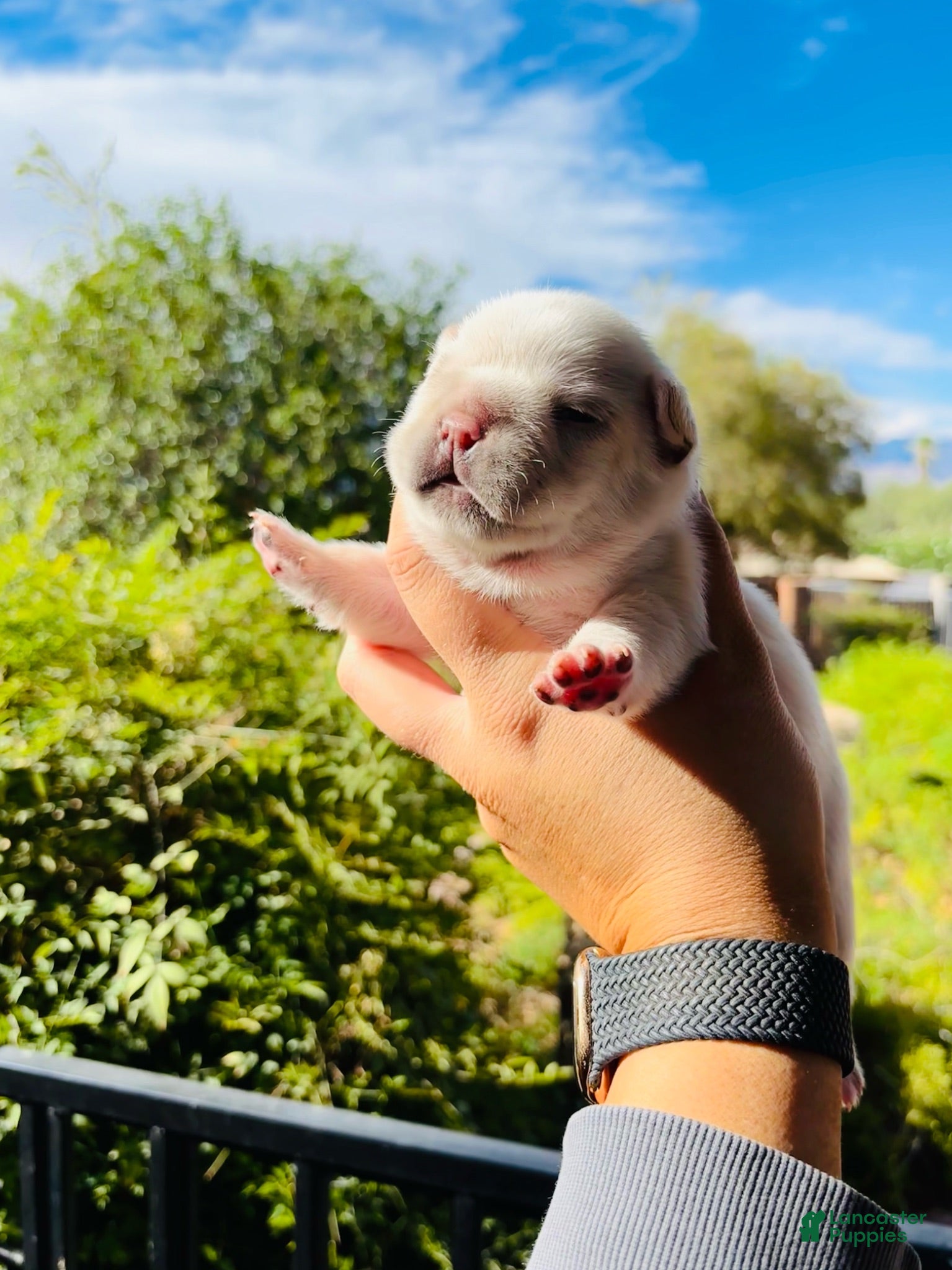 French Bulldog dogs French Bulldog 3 - Ad 16