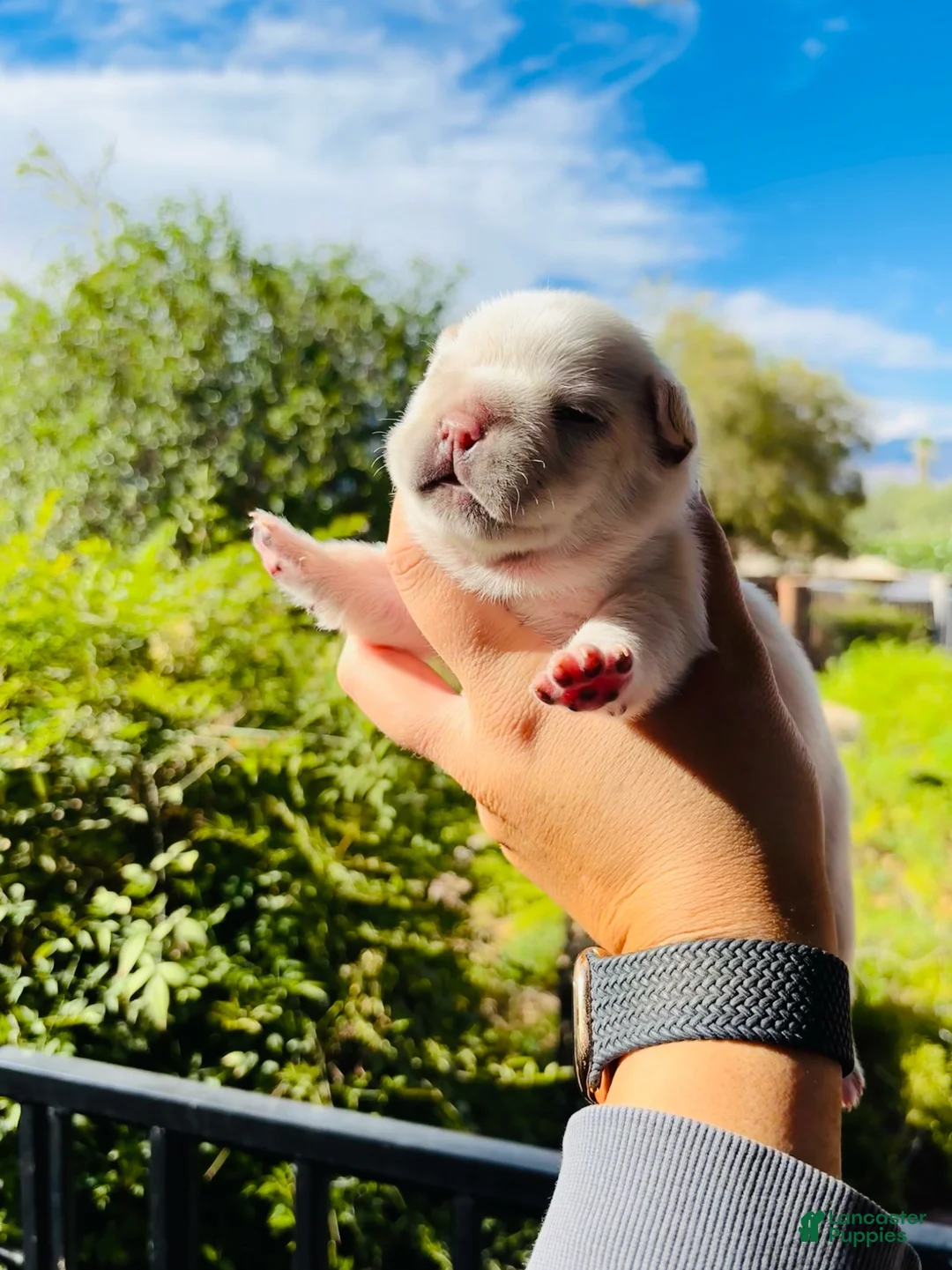 French Bulldog dogs for sale: French Bulldog 3 - Ad 1
