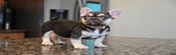 French Bulldog dogs for sale: Carmen  - Ad 3