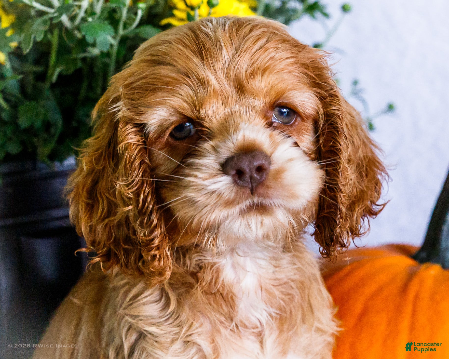 Cocker Spaniel dogs Lory - Ad 2