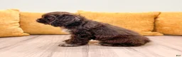 Cocker Spaniel dogs for sale: Pearl - Ad 6