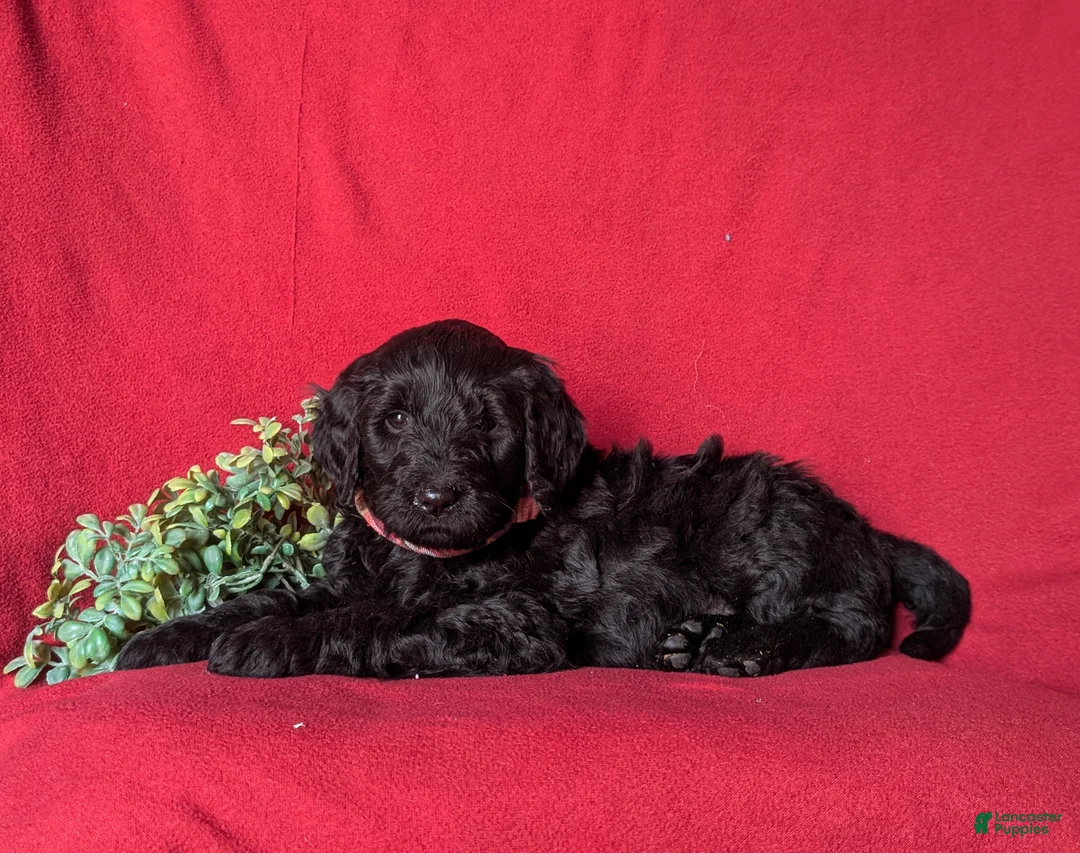 Goldendoodle dogs for sale: Deacon Standard size Hypoallergenic - Ad 4