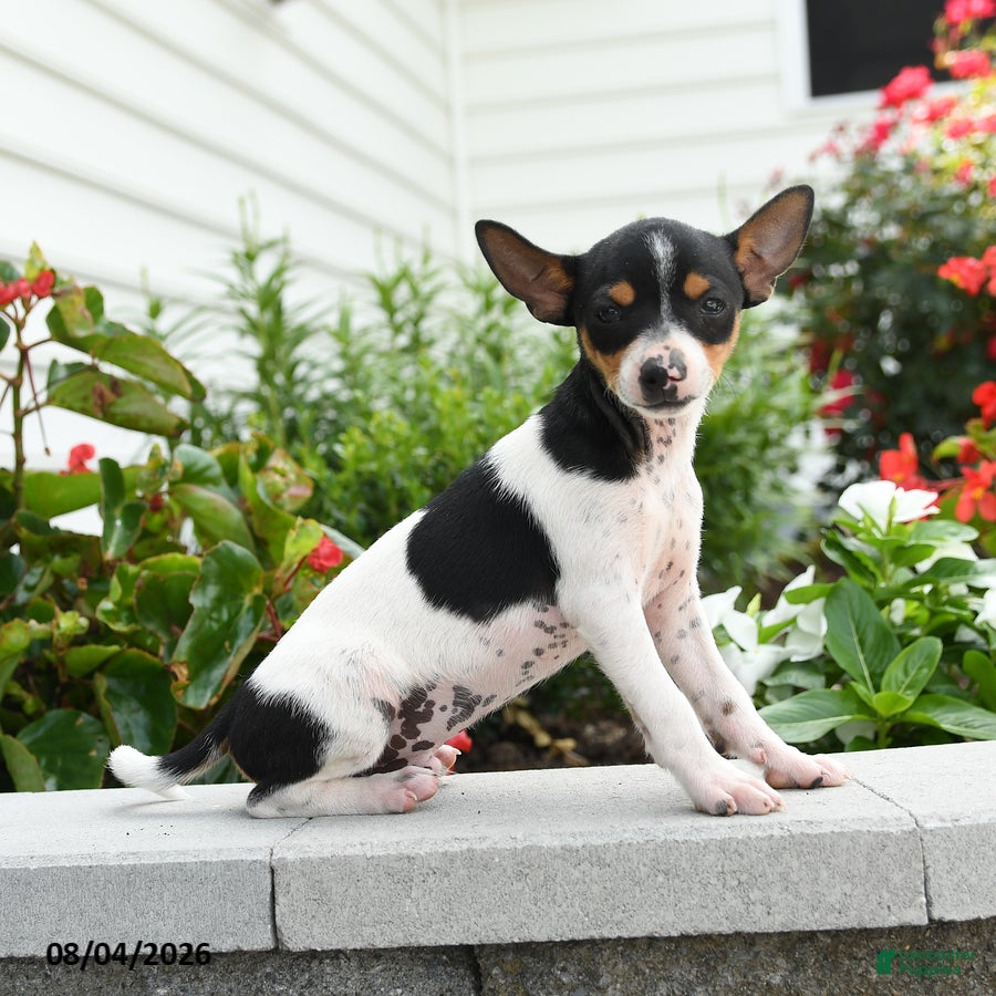 Toy Fox Terrier dogs Dasher - Ad 14