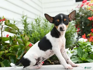 Toy Fox Terrier dogs Dasher - Ad 14
