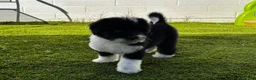 Sheepadoodle dogs for sale: Creed - Ad 4